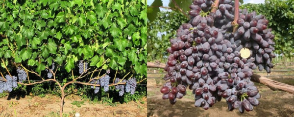 ТОП-10 лучших неукрывных сортов винограда